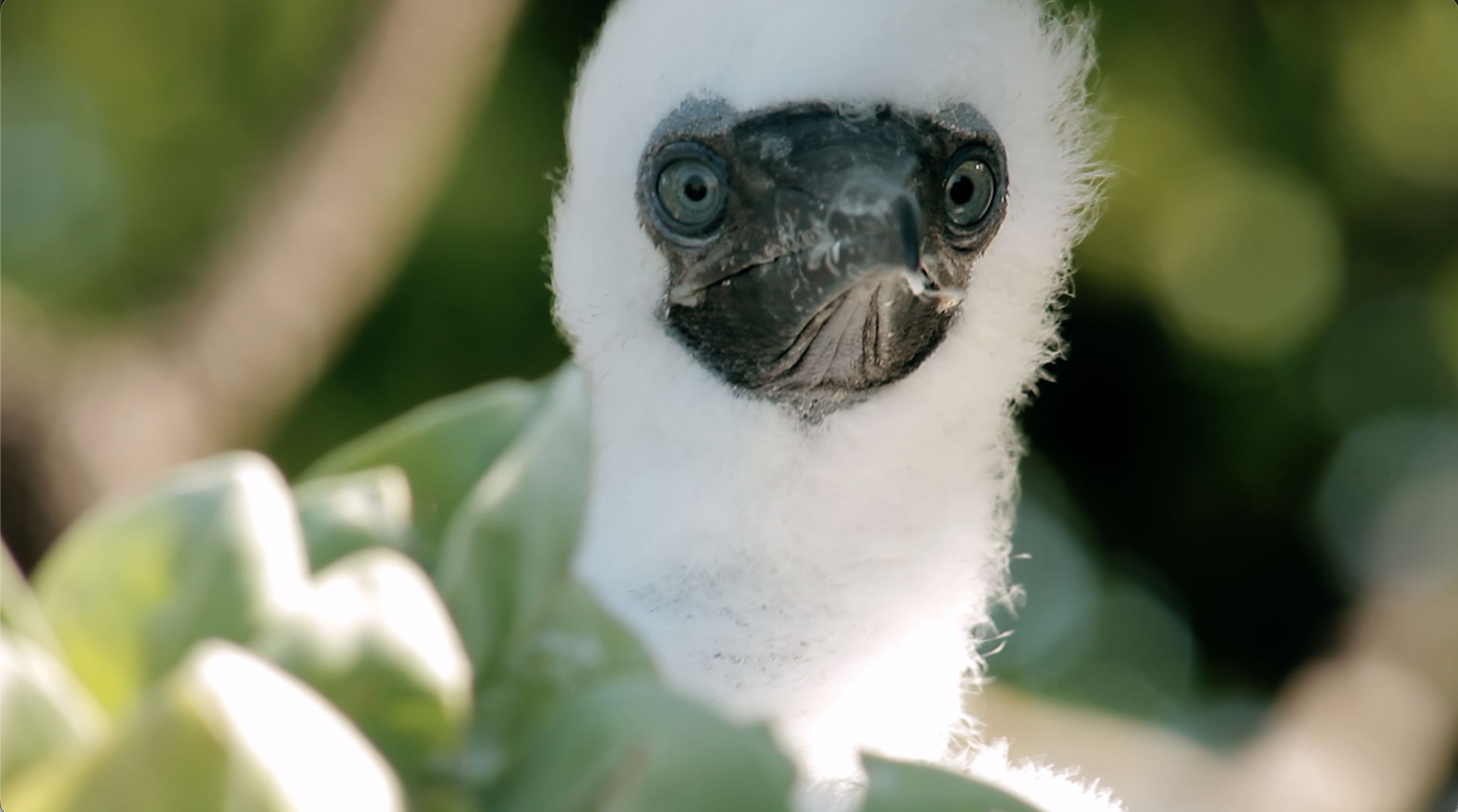 Tetiaroa Bird